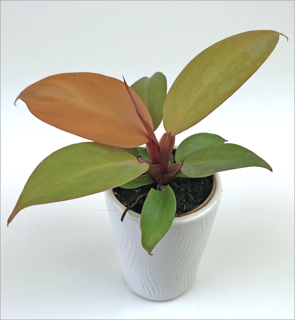 Philodendron 'Cherry Red'